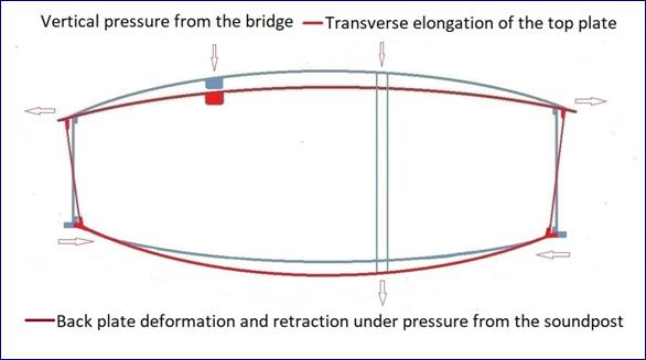 Transverse elongation of the top plate